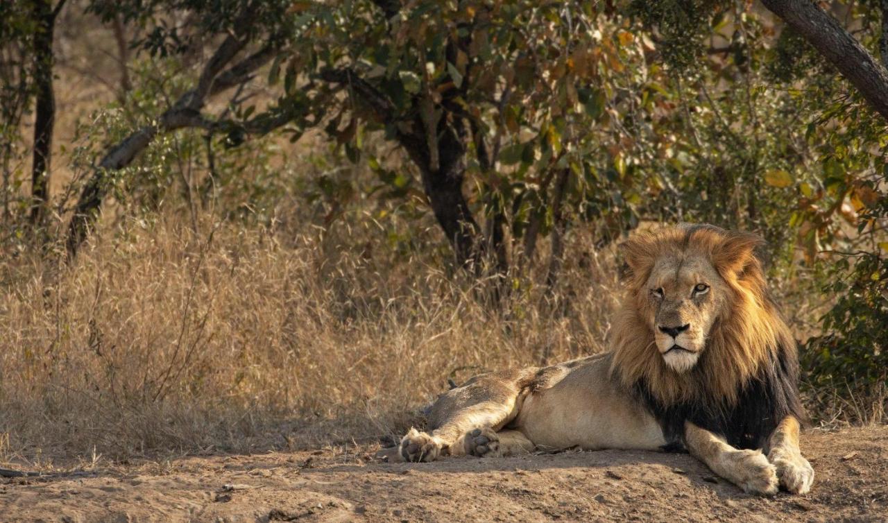 Willa Kapama Karula Kapama Game Reserve Zewnętrze zdjęcie